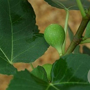 Ficus carica 20-25 HA container