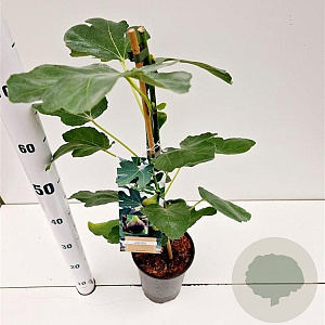 Ficus car. 'Brown Turkey' 40-50 cm rozenpot 3L