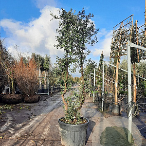 Quercus suber 175-200 cm cont. 90L meerstammig
