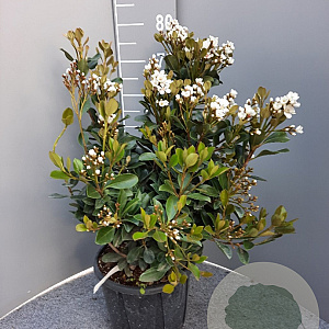 Rhaphiolepis umbellata 40-50 cm 10L