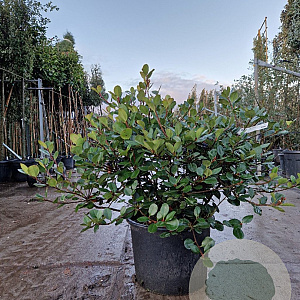 Rhaphiolepis umbellata 60-80 cm 20L solitair