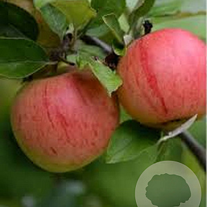 Malus d. Boskoop Rouge 14-16 HO draadkluit lei 180x150 200 cm stam