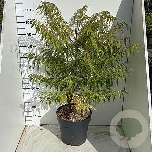 Rhus typhina Tiger Eyes 80-100 cm 12L