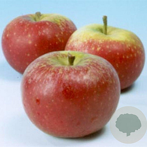 Malus d. 'Ingrid Marie' 14-16 HA container