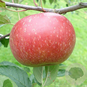 Malus d. 'Ingrid Marie' 14-16 HA container