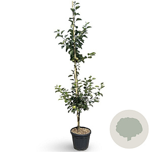 Malus d. 'James Grieve' 200-250 cm 18L