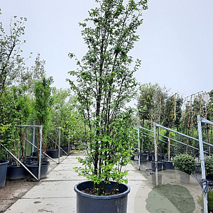 Sycoparrotia semidecidua 350-400 cm container meerstammig