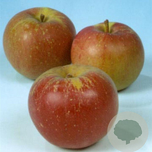 Malus d. 'Melrose' 14-16 HA container