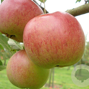 Malus d. 'Melrose' 14-16 HA container