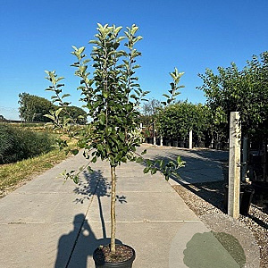 Malus d. 'Rode Boskoop' 14-16 HO draadkluit lei 180x150 200 cm stam