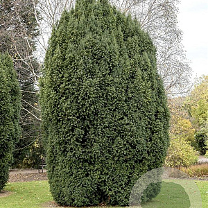 Taxus b. 'Overeynderi' 200-225 cm draadkluit verplant