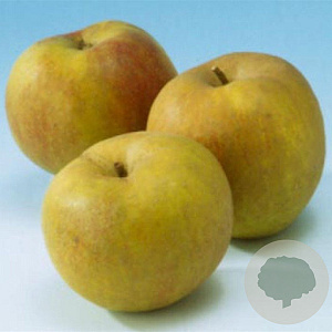 Malus d. 'Schone van Boskoop' 14-16 HA container