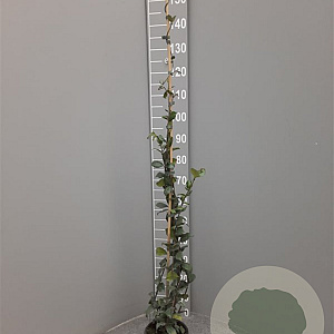 Trachelospermum jasminoides 125-150 cm 3,0L