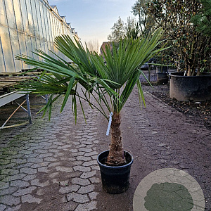 Trachycarpus fortunei 50 cm stam container