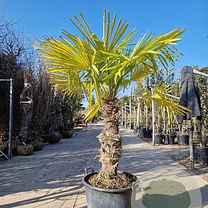 Trachycarpus fortunei 80 cm stam container