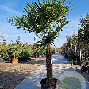 Trachycarpus fortunei 120 cm stam container