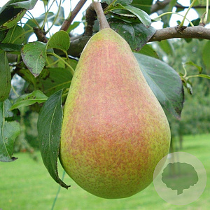 Pyrus c. 'Clapp's Favourite' 18-20 HA container