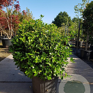Viburnum tinus 80-100 cm container met stok