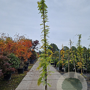 Wisteria floribunda 350-400 cm 25L