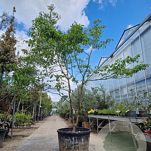 Cornus florida rubra 350-400 cm container