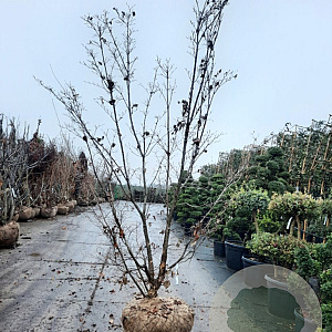 Cornus kousa 250-300 cm draadkluit meerstammig solitair
