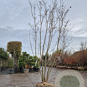 Cornus kousa 300-350 cm draadkluit meerstammig solitair