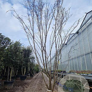 Cornus kousa 350-400 cm draadkluit meerstammig