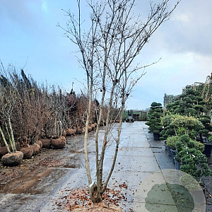 Cornus kousa 350-400 cm draadkluit meerstammig