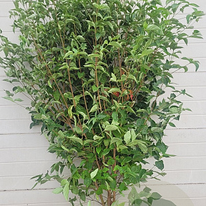 Cornus kousa chinensis 200-250 cm container meerstammig extra