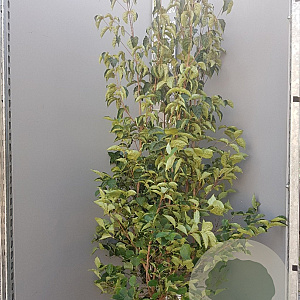 Cornus kousa chinensis 200-250 cm container meerstammig extra