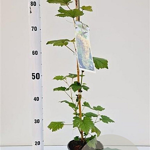 Vitis 'Bianca' 70-80 cm 2,5L
