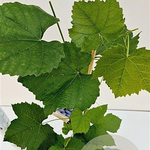 Vitis 'Boskoop Glory' 70-80 cm 2,5L