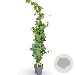 Vitis 'Vroege van der Laan' 175-200 cm 12L