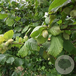 Corylus 'Webb's Prize Cob' 125-150 cm 10L