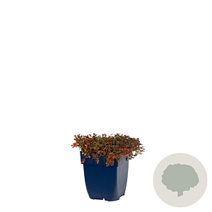 Acaena microphylla 'Kupferteppich' GM  P11