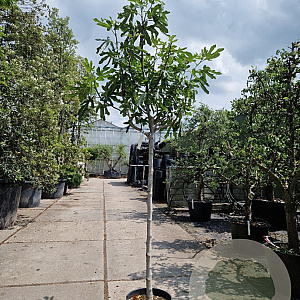 Ficus carica 100 cm stam container 10-12HO