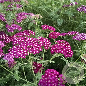 Achillea m. New Vintage Violet GM P9