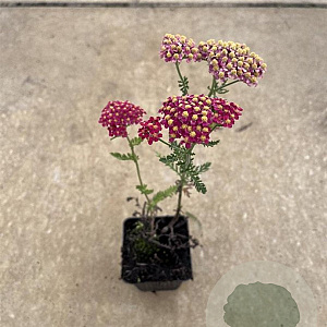 Achillea m. 'Paprika' GM P9