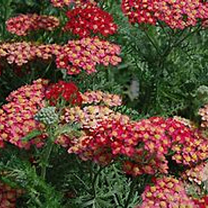 Achillea m. 'Paprika' GM P9