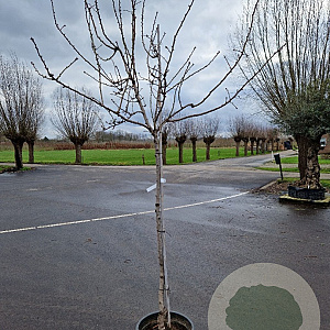 Prunus dulcis 150 cm stam container 10-12 leiboom
