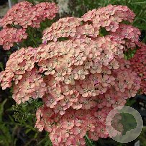 Achillea m. 'Wesersandstein' GM P9