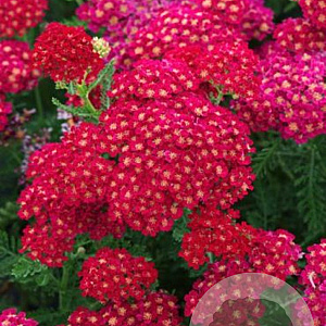 Achillea Tutti Frutti Pomegranate GM P9