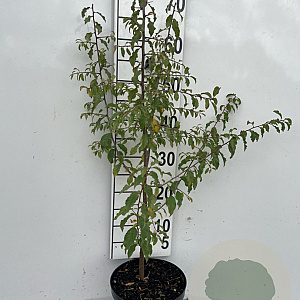 Prunus spinosa 60-80 cm 3,0L