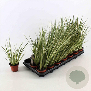 Acorus calamus 'Variegatus' 25-30 cm P8