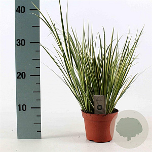 Acorus calamus 'Variegatus' 30-40 cm P12