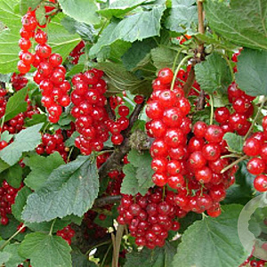 Ribes r. 'Rovada' 80 cm stam 12L sleuvenpot