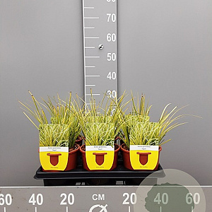 Acorus gramineus 'Ogon' GM P9