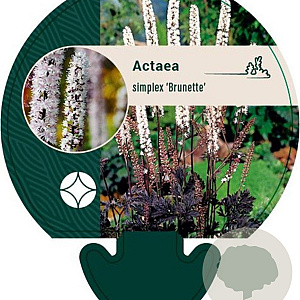 Actaea simp. 'Brunette' GM P9