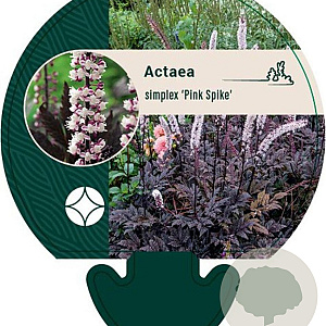 Actaea simp. 'Pink Spike' GM P9