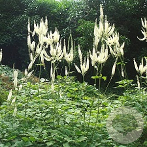 Actaea simp. 'Prichard's Giant' GM P9